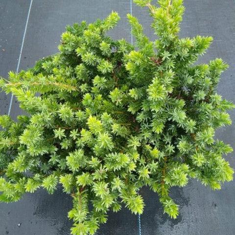 Juniperus Blue Pacific Sold Out - View 28 from www redcrocus com