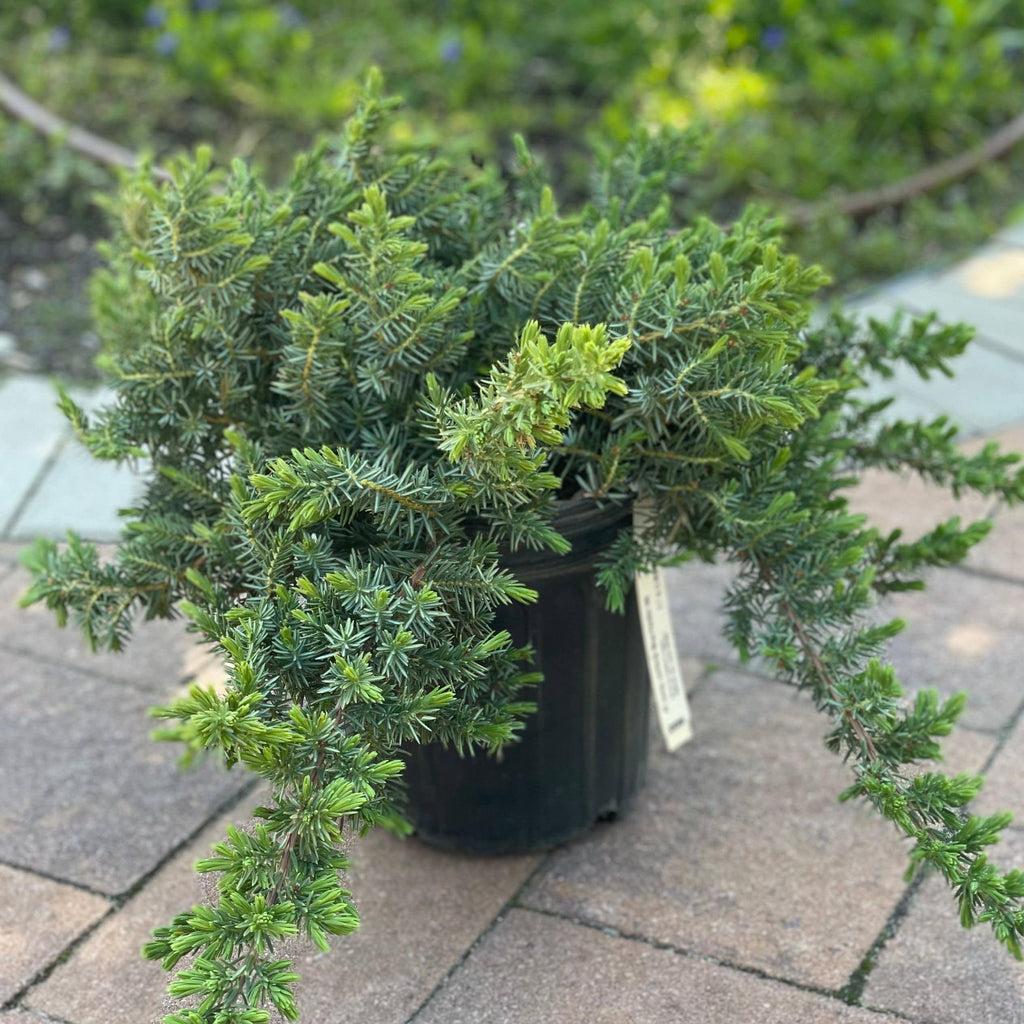 Juniperus Blue Pacific Sold Out - View 29 from www redcrocus com
