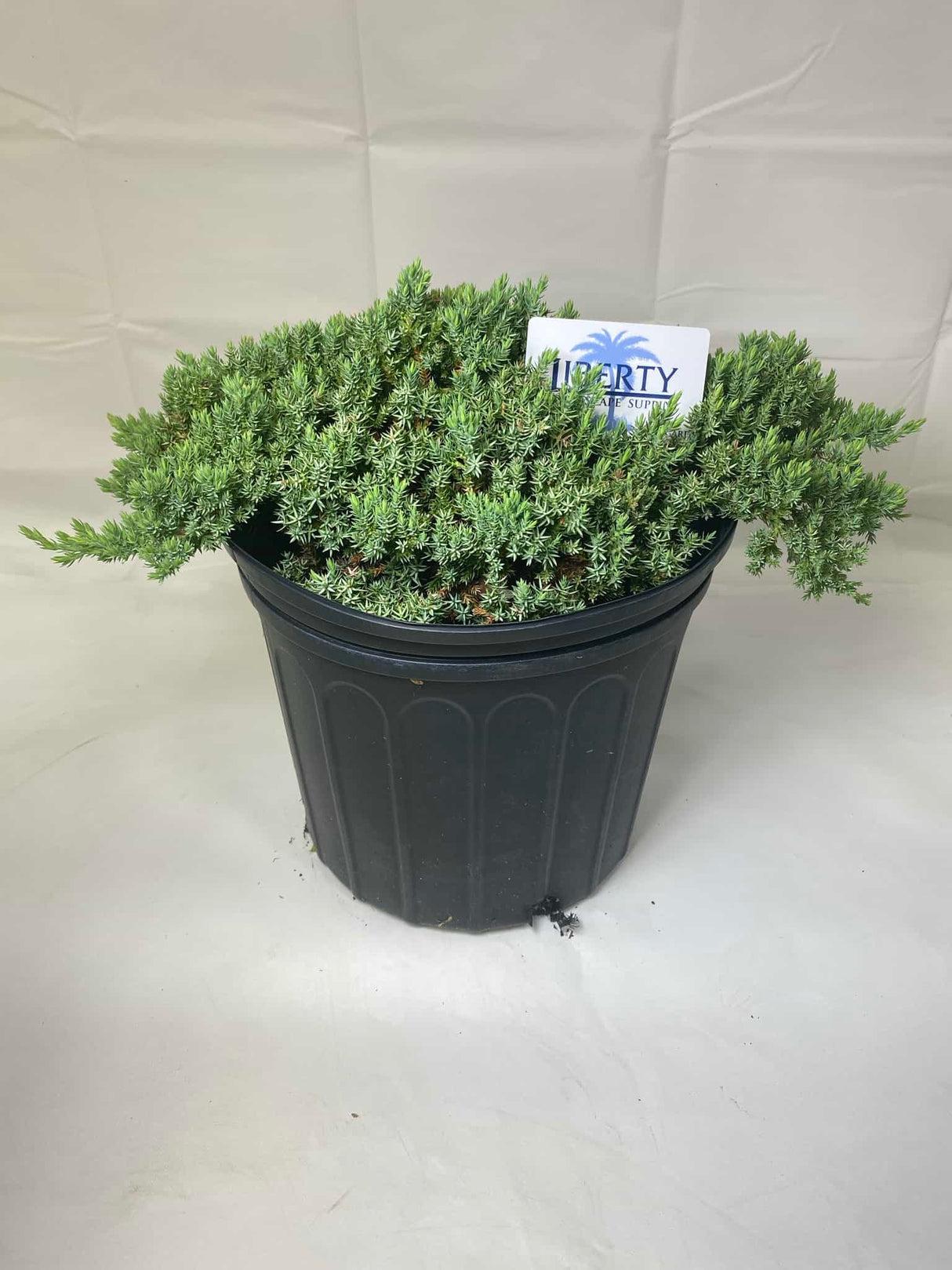 Juniperus Blue Pacific Sold Out - View 30 from www redcrocus com