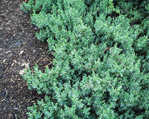 Juniperus Blue Pacific Sold Out - View 31 from www redcrocus com