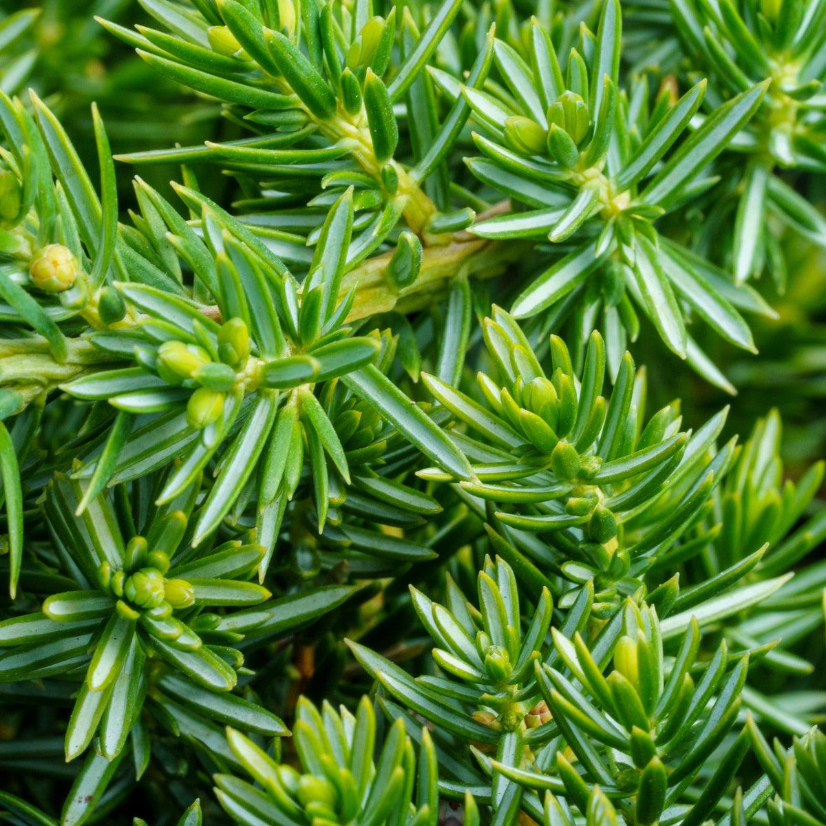 Juniperus Blue Pacific Sold Out - View 37 from www redcrocus com