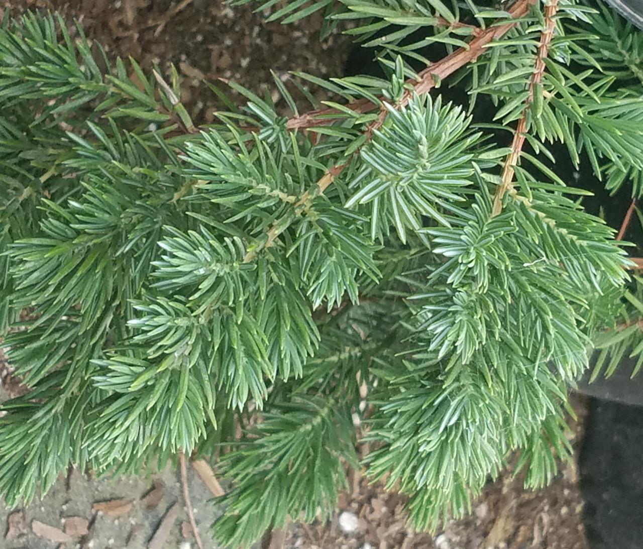 Juniperus Blue Pacific Sold Out - View 38 from www redcrocus com