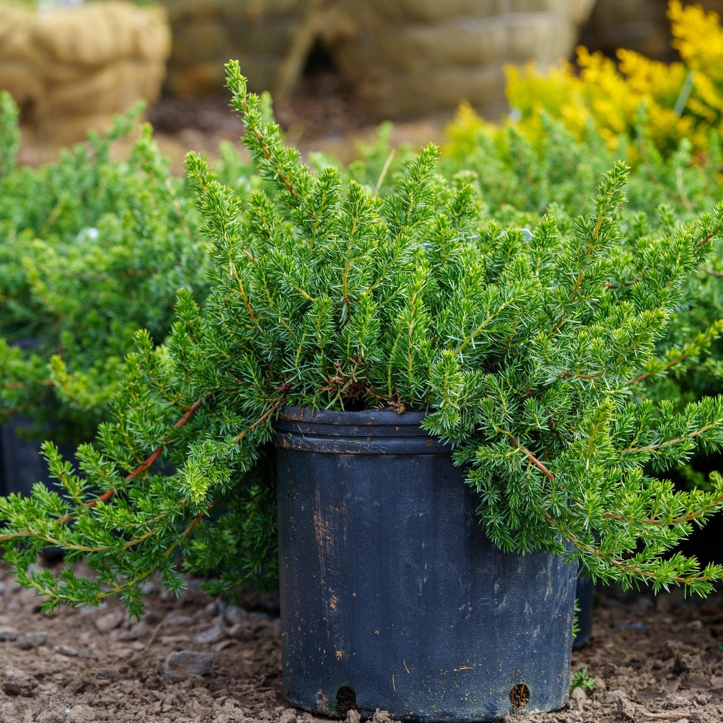 Juniperus Blue Pacific Sold Out - View 6 from www redcrocus com