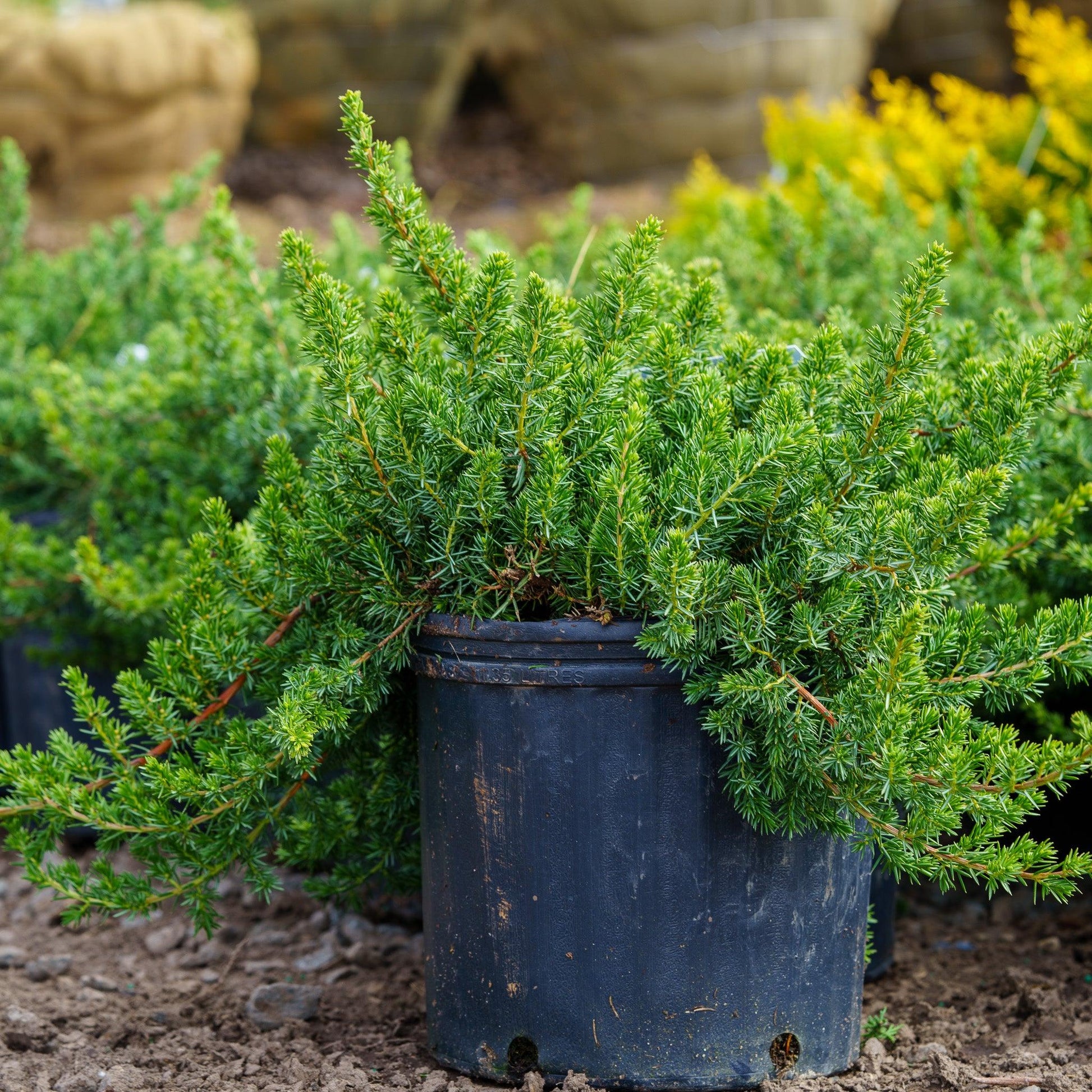 Juniperus Blue Pacific Sold Out - View 6 from www redcrocus com