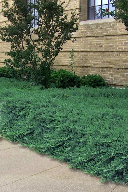 Juniperus Blue Pacific Sold Out - View 7 from www redcrocus com
