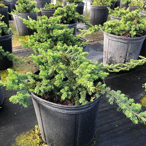 Juniperus Blue Pacific Sold Out - View 8 from www redcrocus com