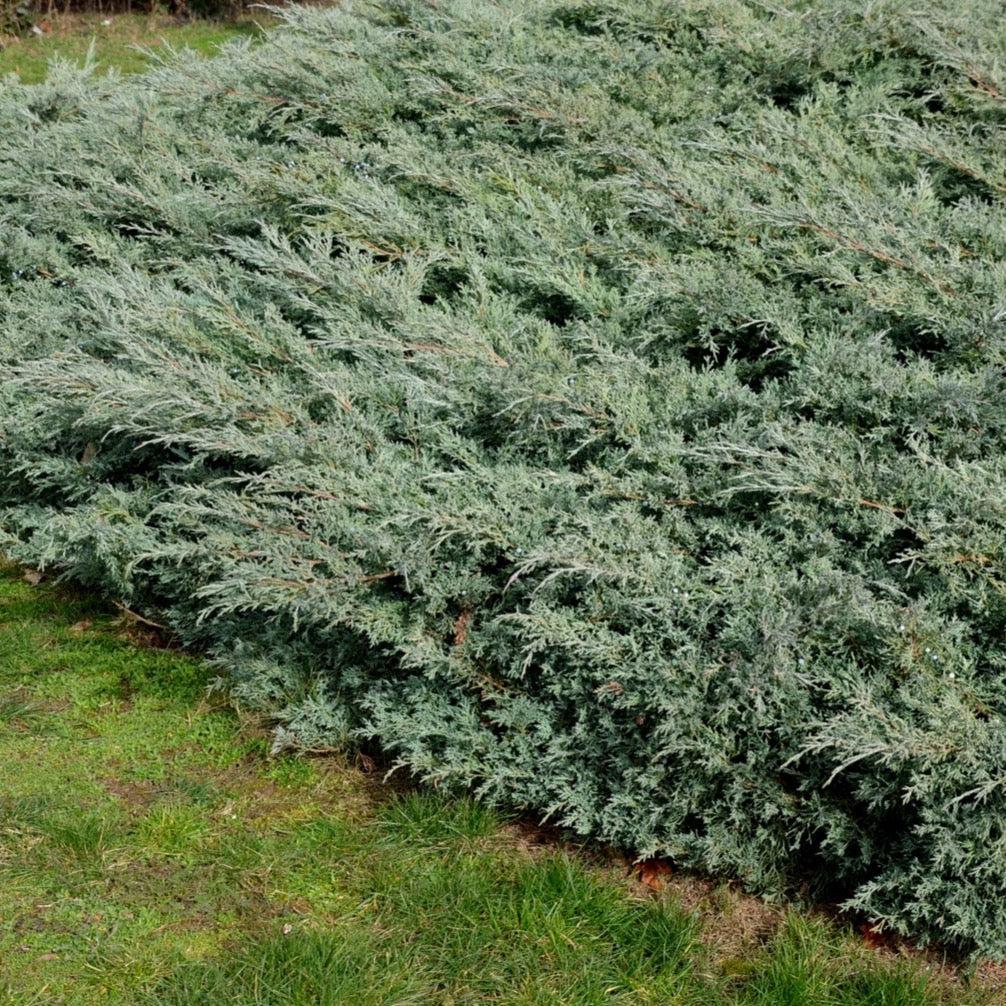 Juniperus Blue Pacific Sold Out - View 9 from www redcrocus com