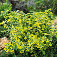 RedCrocus Euonymus Emerald 'n' Gold (Wintercreeper) - Euonymus fortunei Live Variegated Evergreen Shrub for Landscape or Containers, Sun to Part Shade, USDA 5-9  1 Gallon Nursery Pot