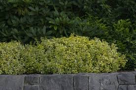 RedCrocus Euonymus Emerald 'n' Gold (Wintercreeper) - Euonymus fortunei Live Variegated Evergreen Shrub for Landscape or Containers, Sun to Part Shade, USDA 5-9  1 Gallon Nursery Pot