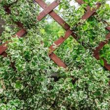 RedCrocus Euonymus Emerald 'n' Gold (Wintercreeper) - Euonymus fortunei Live Variegated Evergreen Shrub for Landscape or Containers, Sun to Part Shade, USDA 5-9  1 Gallon Nursery Pot