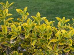 RedCrocus Euonymus Emerald 'n' Gold (Wintercreeper) - Euonymus fortunei Live Variegated Evergreen Shrub for Landscape or Containers, Sun to Part Shade, USDA 5-9  1 Gallon Nursery Pot