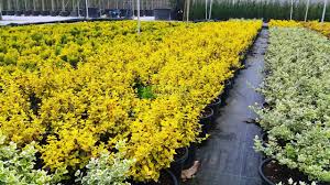 RedCrocus Euonymus Emerald 'n' Gold (Wintercreeper) - Euonymus fortunei Live Variegated Evergreen Shrub for Landscape or Containers, Sun to Part Shade, USDA 5-9  1 Gallon Nursery Pot