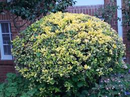 RedCrocus Euonymus Emerald 'n' Gold (Wintercreeper) - Euonymus fortunei Live Variegated Evergreen Shrub for Landscape or Containers, Sun to Part Shade, USDA 5-9  1 Gallon Nursery Pot