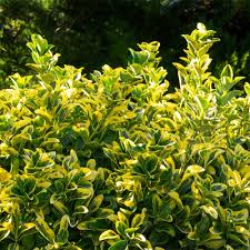 RedCrocus Euonymus Emerald 'n' Gold (Wintercreeper) - Euonymus fortunei Live Variegated Evergreen Shrub for Landscape or Containers, Sun to Part Shade, USDA 5-9  1 Gallon Nursery Pot
