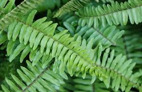 Kimberly Queen Fern - Nephrolepis exaltata 'Kimberly Queen' Indoor Plant in Rich Potting Soil  9" Pot