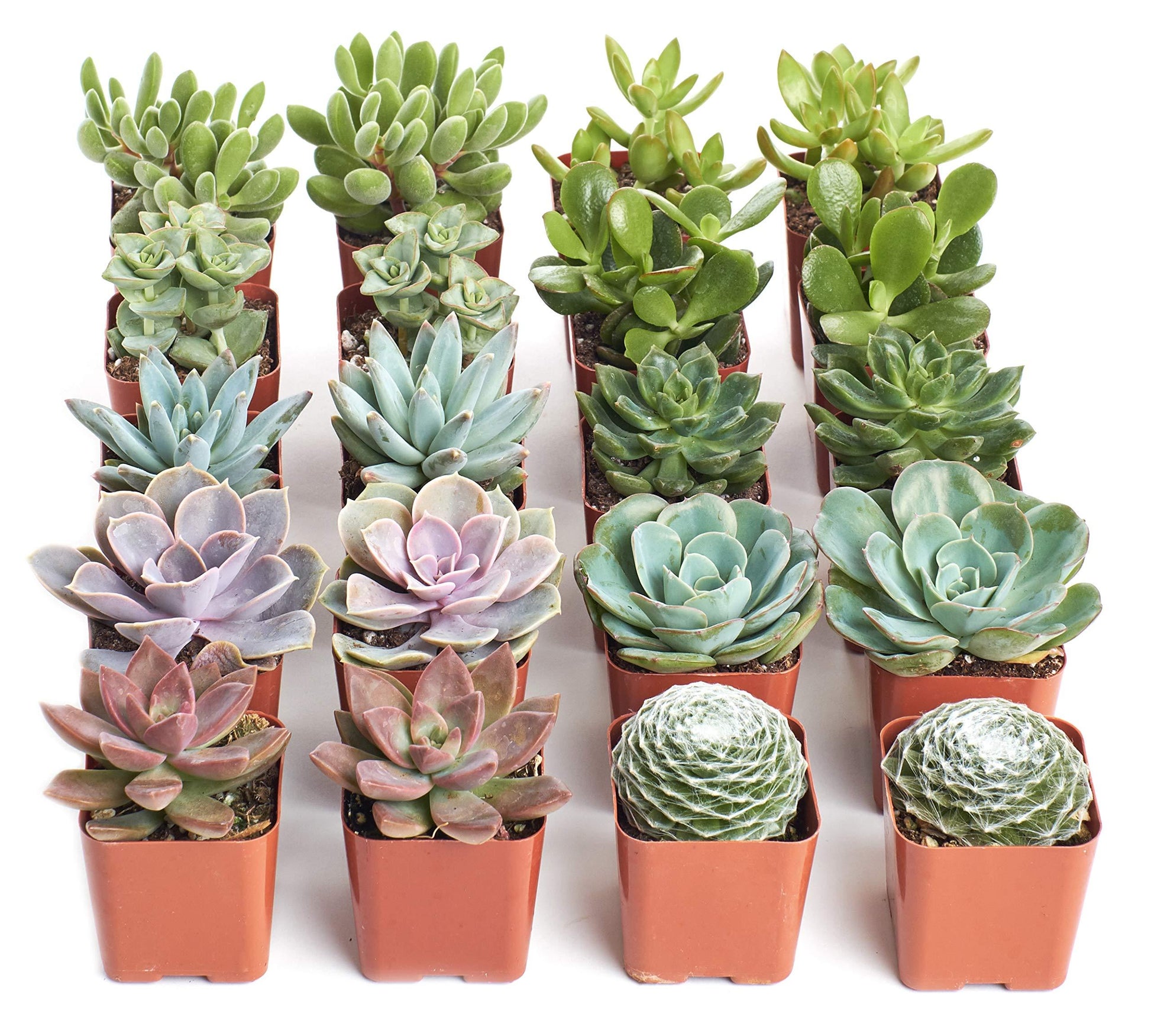 Succulent Echeveria Assorted - View 10 from www redcrocus com