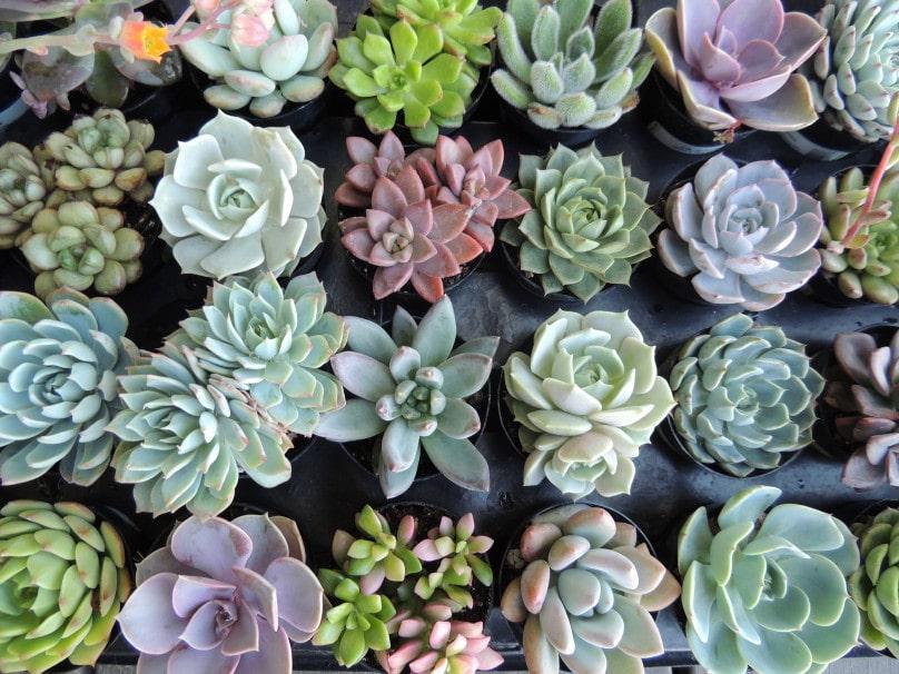 Succulent Echeveria Assorted - View 12 from www redcrocus com