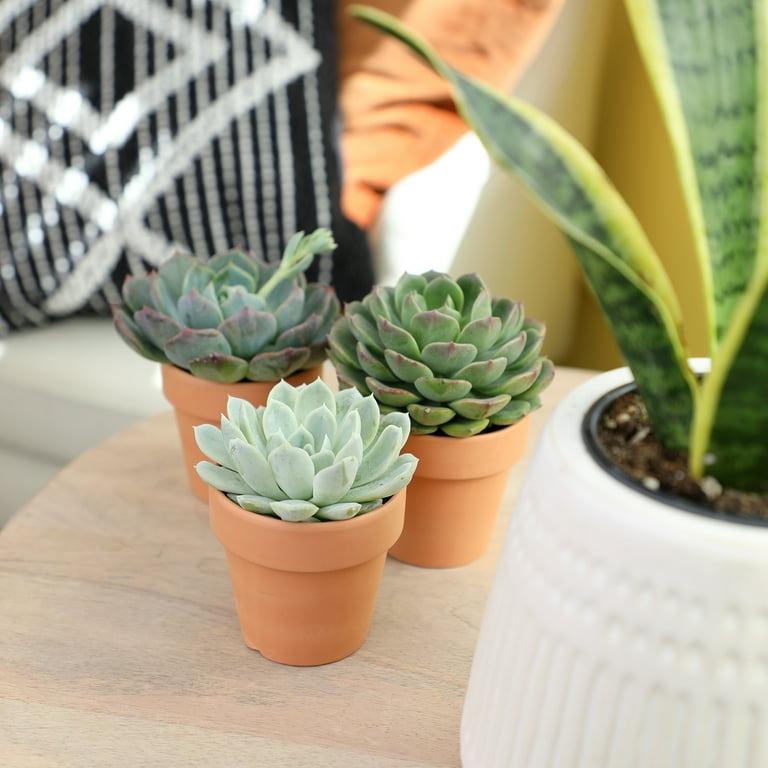 Succulent Echeveria Assorted - View 15 from www redcrocus com