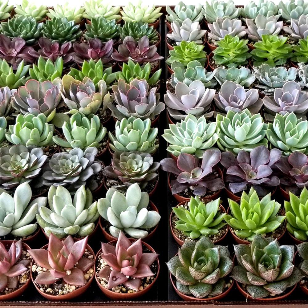 Succulent Echeveria Assorted - View 18 from www redcrocus com