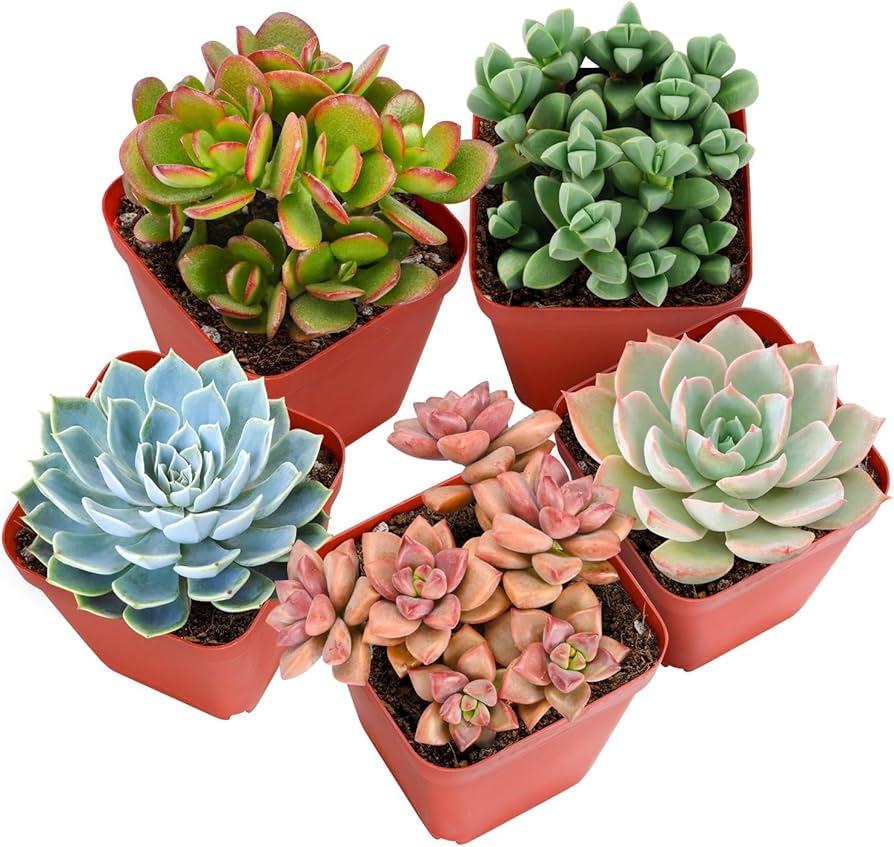Succulent Echeveria Assorted - View 19 from www redcrocus com