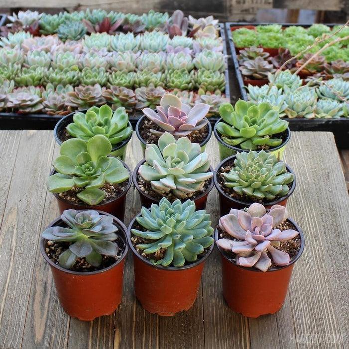 Succulent Echeveria Assorted - View 1 from www redcrocus com
