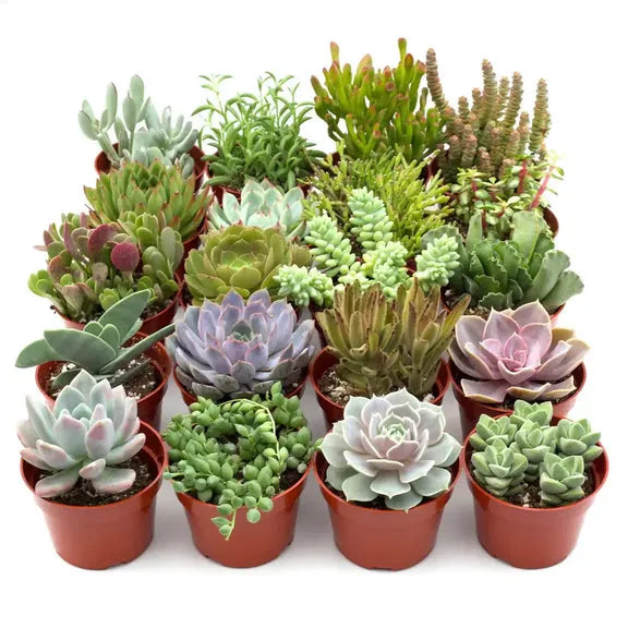 Succulent Echeveria Assorted - View 21 from www redcrocus com