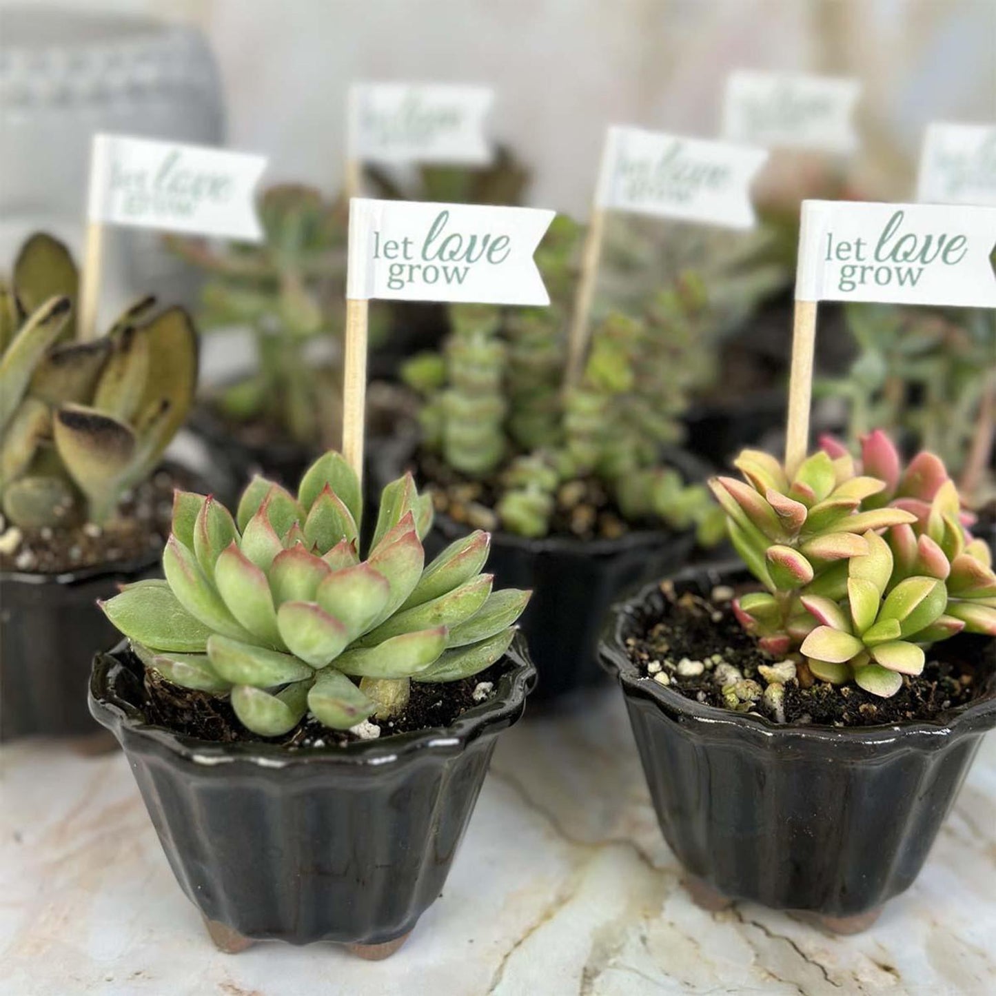 Succulent Echeveria Assorted - View 23 from www redcrocus com