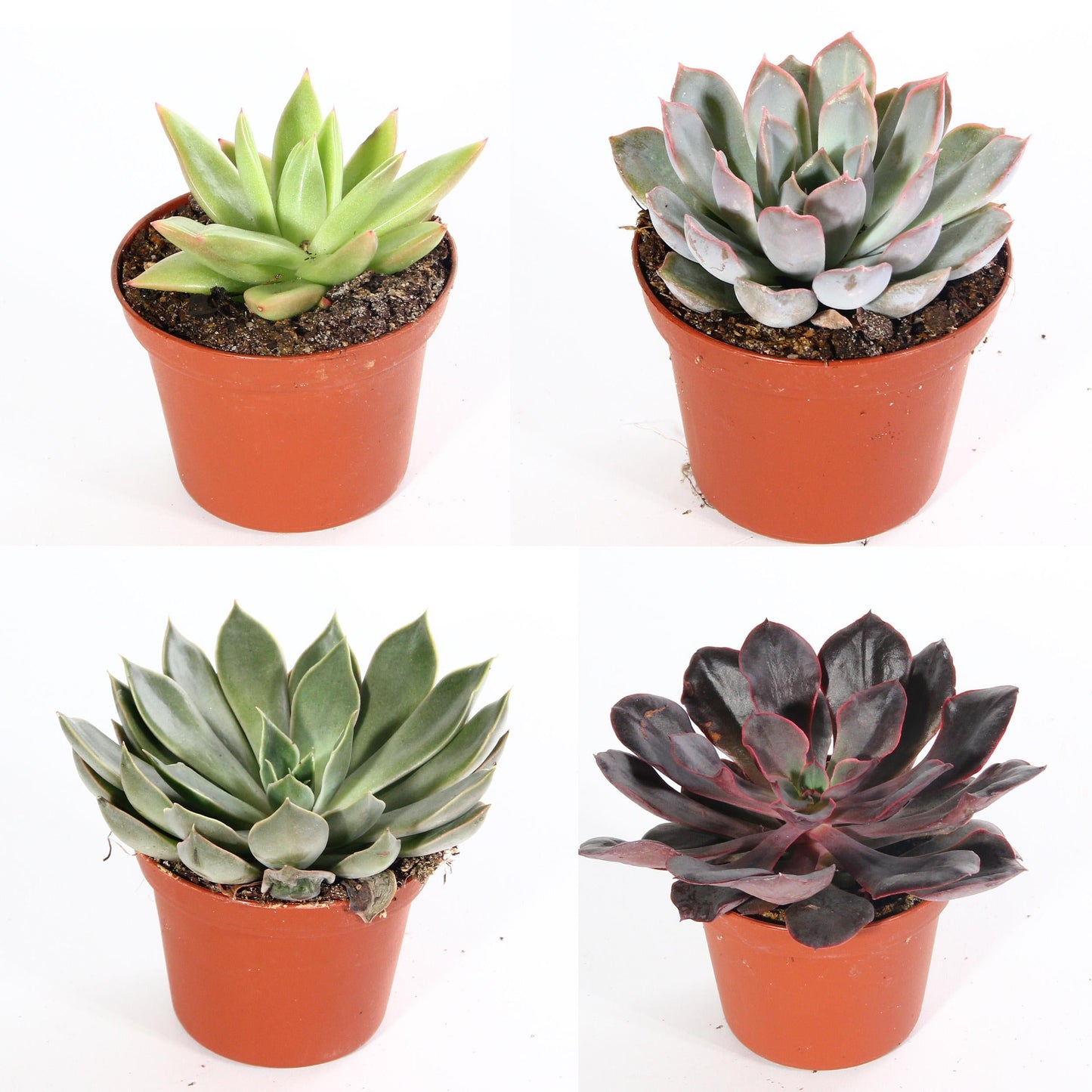 Succulent Echeveria Assorted - View 25 from www redcrocus com