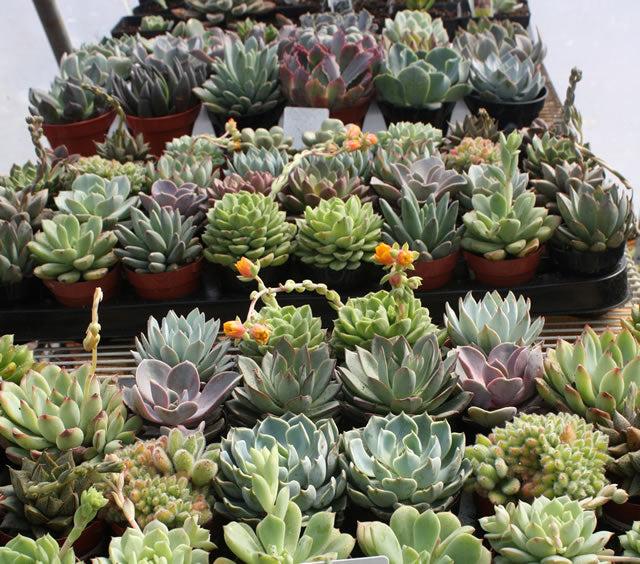 Succulent Echeveria Assorted - View 2 from www redcrocus com