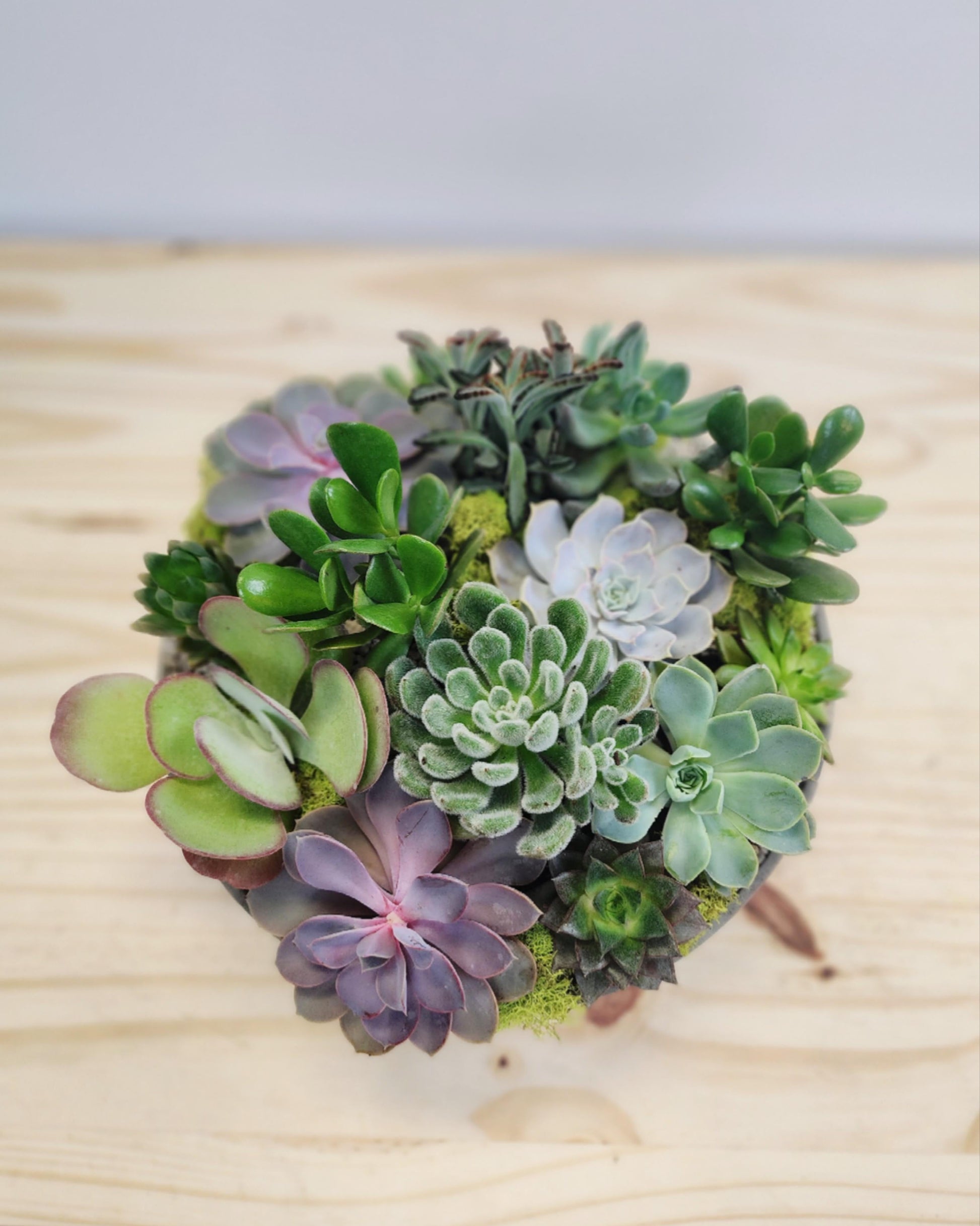 Succulent Echeveria Assorted - View 31 from www redcrocus com