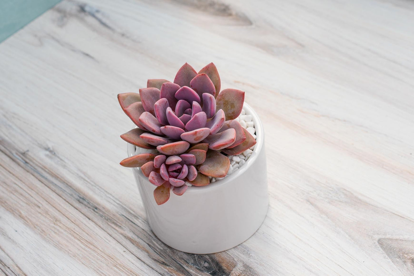 Succulent Echeveria Assorted - View 32 from www redcrocus com
