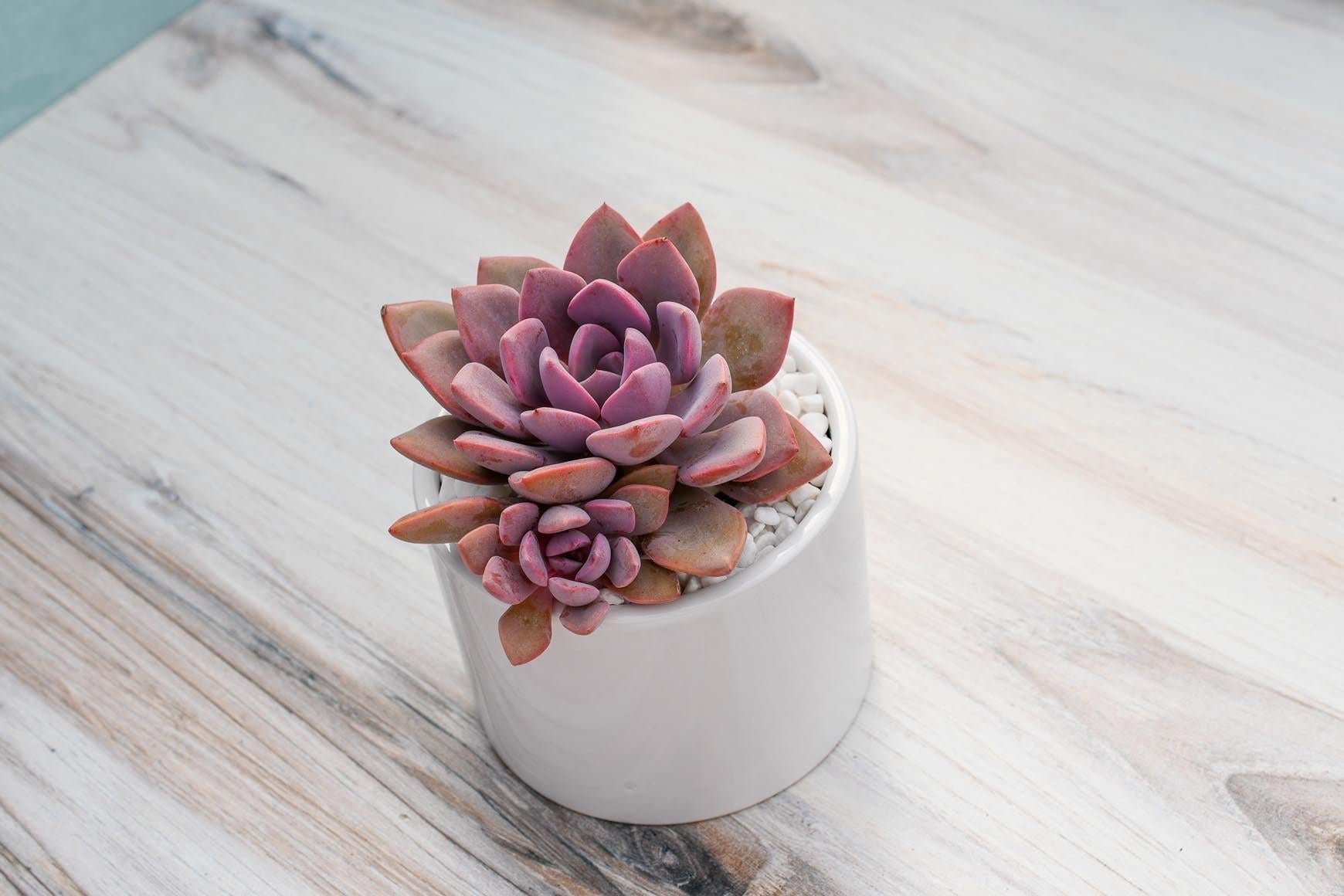 Succulent Echeveria Assorted - View 32 from www redcrocus com