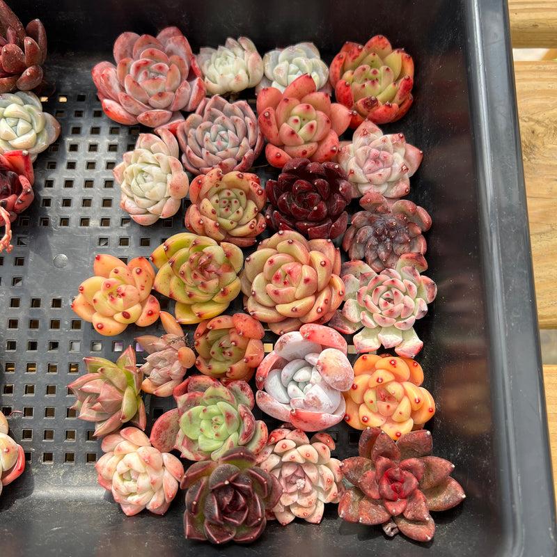 Succulent Echeveria Assorted - View 33 from www redcrocus com