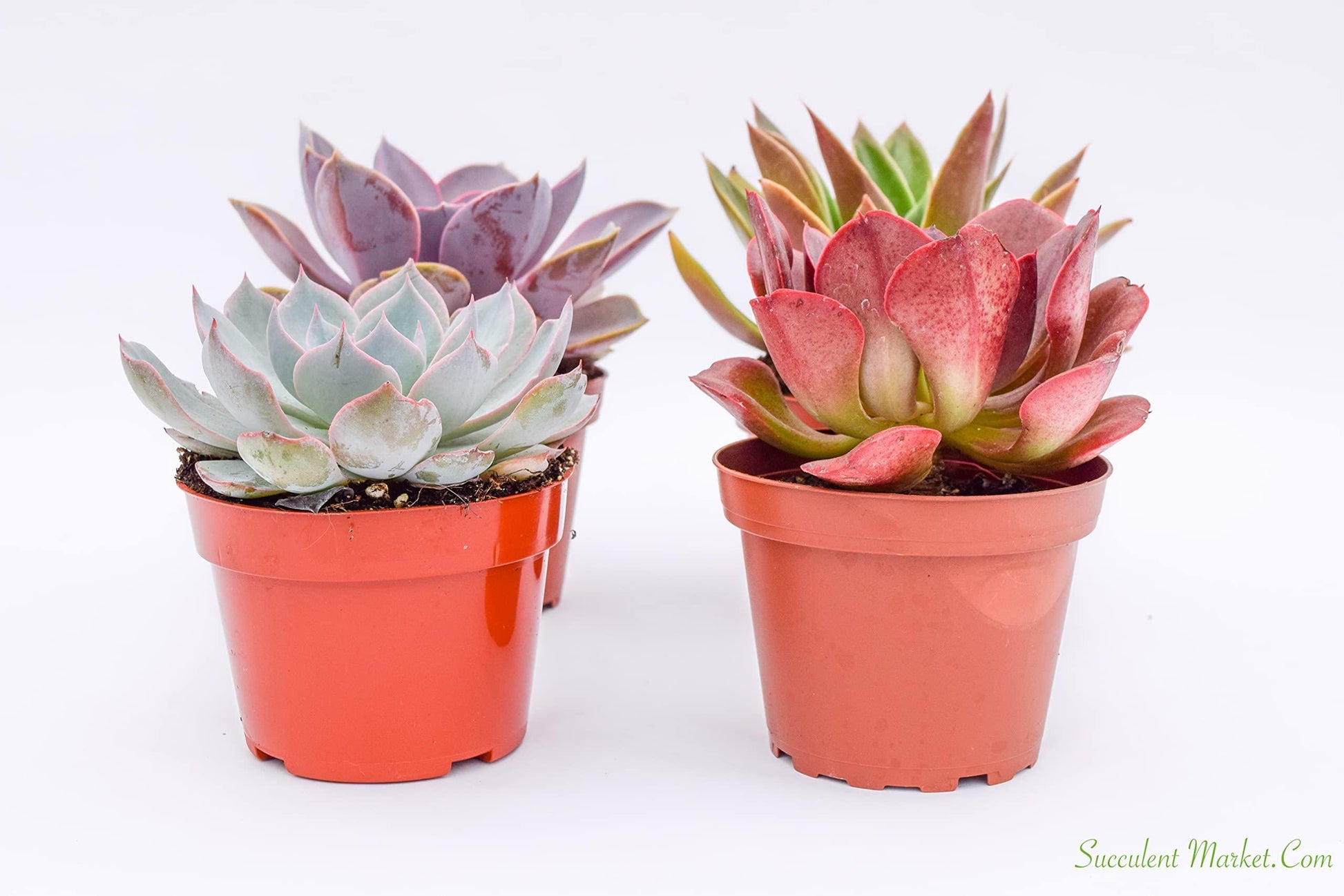 Succulent Echeveria Assorted - View 3 from www redcrocus com