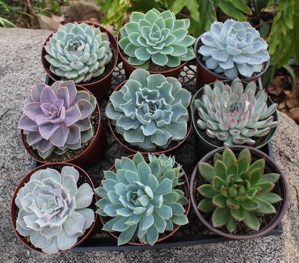 Succulent Echeveria Assorted - View 5 from www redcrocus com