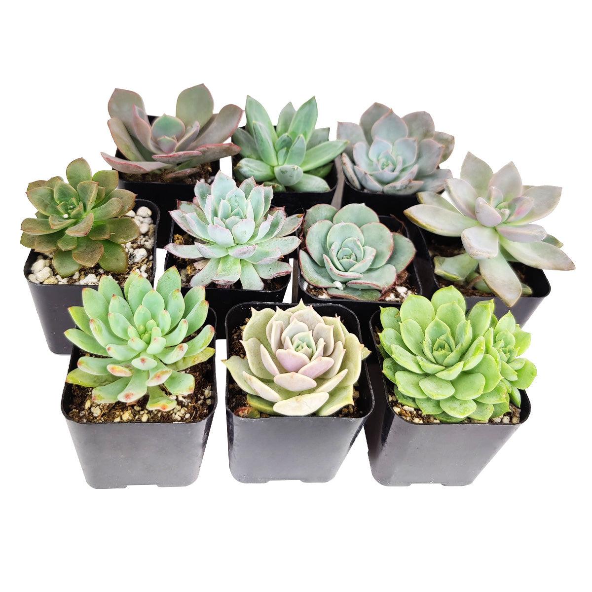 Succulent Echeveria Assorted - View 6 from www redcrocus com