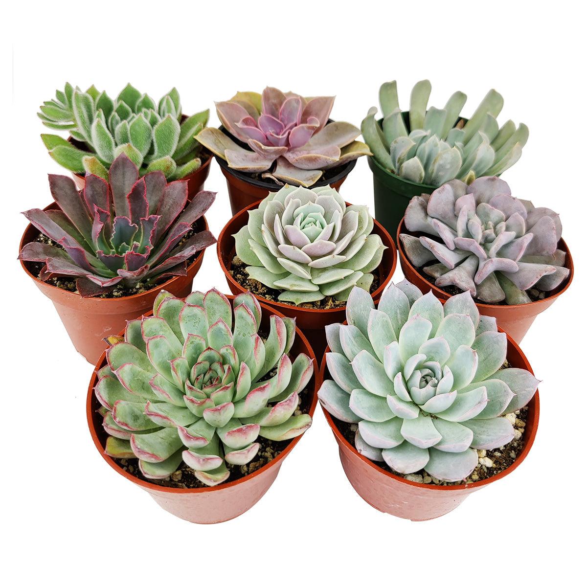 Succulent Echeveria Assorted - View 8 from www redcrocus com