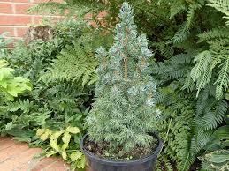 RedCrocus Picea 'Sanders Blue' Blue Spruce — Compact Evergreen Conifer for Containers, Rock Gardens & Sunny Borders; Deer-Resistant, Bird-Friendly, Live Plant  1 Gallon Nursery Pot