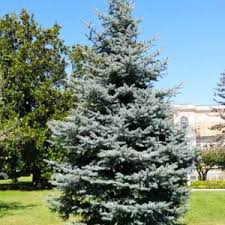 RedCrocus Picea 'Sanders Blue' Blue Spruce — Compact Evergreen Conifer for Containers, Rock Gardens & Sunny Borders; Deer-Resistant, Bird-Friendly, Live Plant  1 Gallon Nursery Pot