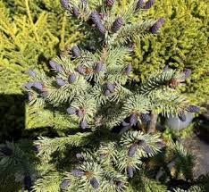 RedCrocus Picea 'Sanders Blue' Blue Spruce — Compact Evergreen Conifer for Containers, Rock Gardens & Sunny Borders; Deer-Resistant, Bird-Friendly, Live Plant  1 Gallon Nursery Pot