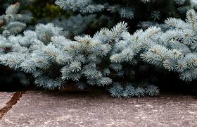 RedCrocus Picea 'Sanders Blue' Blue Spruce — Compact Evergreen Conifer for Containers, Rock Gardens & Sunny Borders; Deer-Resistant, Bird-Friendly, Live Plant  1 Gallon Nursery Pot