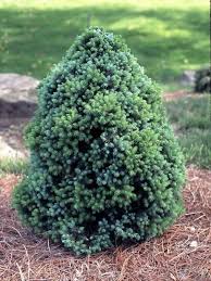 RedCrocus Picea 'Sanders Blue' Blue Spruce — Compact Evergreen Conifer for Containers, Rock Gardens & Sunny Borders; Deer-Resistant, Bird-Friendly, Live Plant  1 Gallon Nursery Pot