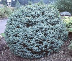 RedCrocus Picea 'Sanders Blue' Blue Spruce — Compact Evergreen Conifer for Containers, Rock Gardens & Sunny Borders; Deer-Resistant, Bird-Friendly, Live Plant  1 Gallon Nursery Pot