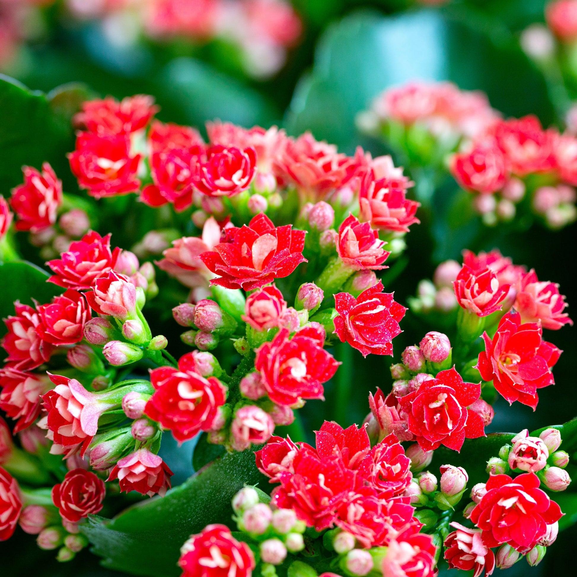 F5 Kalanchoe Calandiva Red - View 11 from www redcrocus com