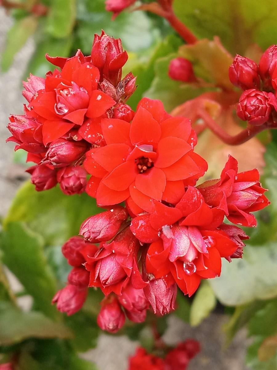F5 Kalanchoe Calandiva Red - View 12 from www redcrocus com
