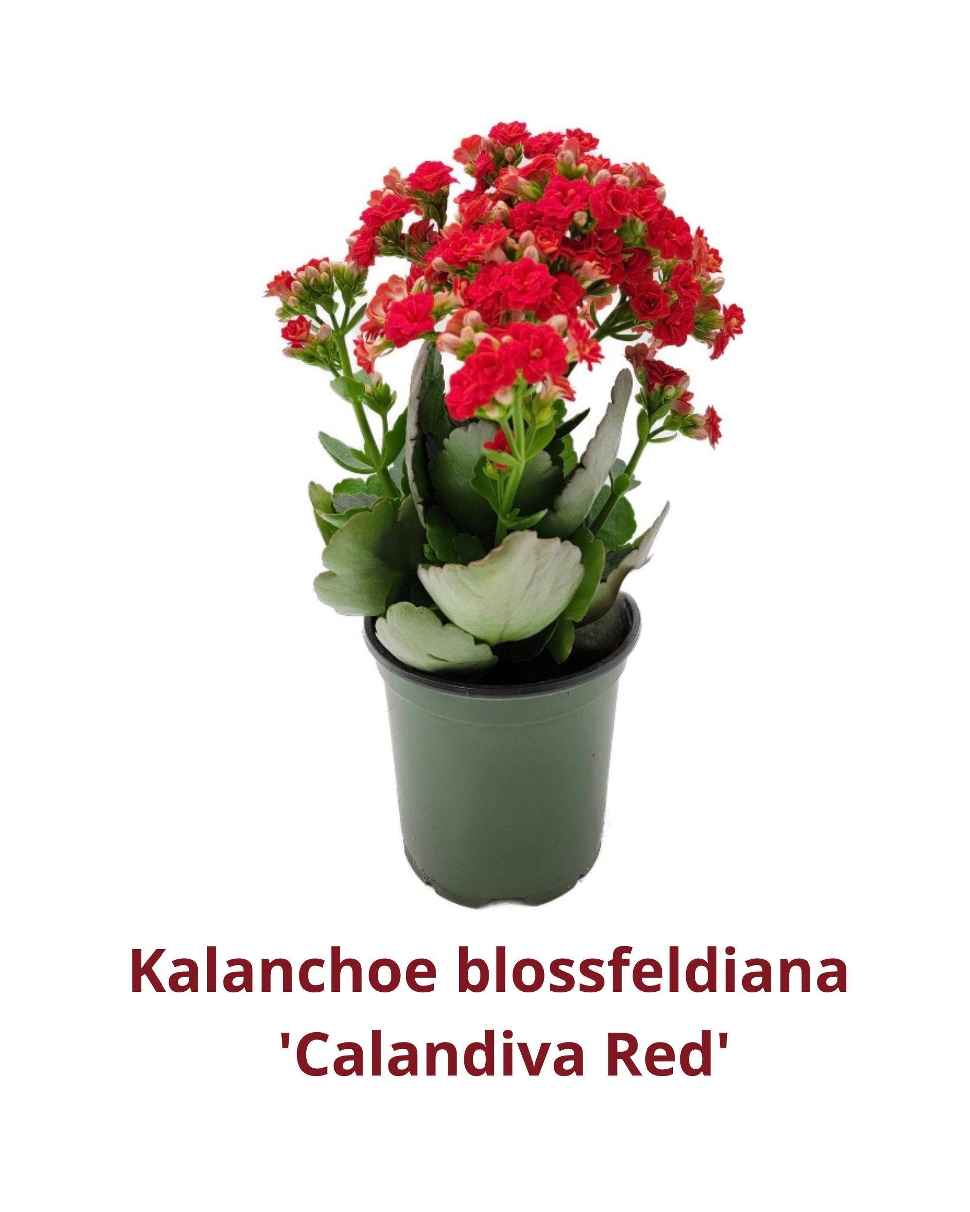 F5 Kalanchoe Calandiva Red - View 13 from www redcrocus com