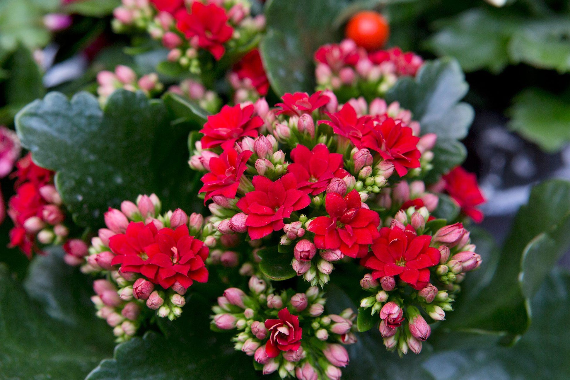 F5 Kalanchoe Calandiva Red - View 14 from www redcrocus com