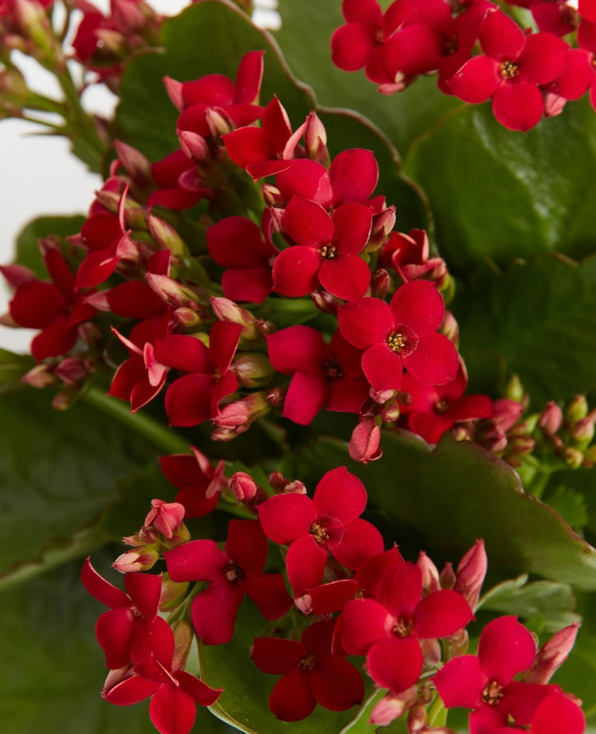 F5 Kalanchoe Calandiva Red - View 17 from www redcrocus com