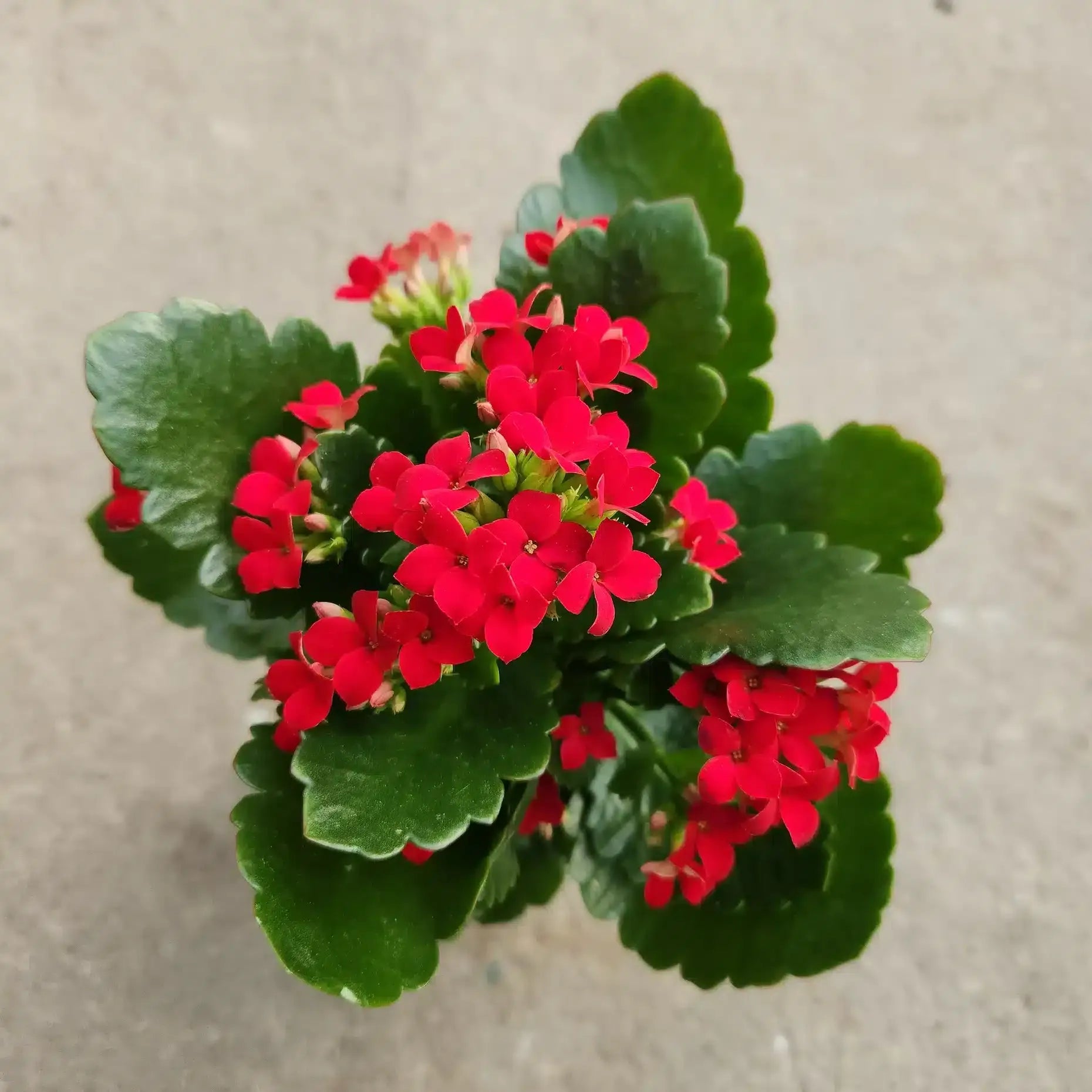 F5 Kalanchoe Calandiva Red - View 19 from www redcrocus com