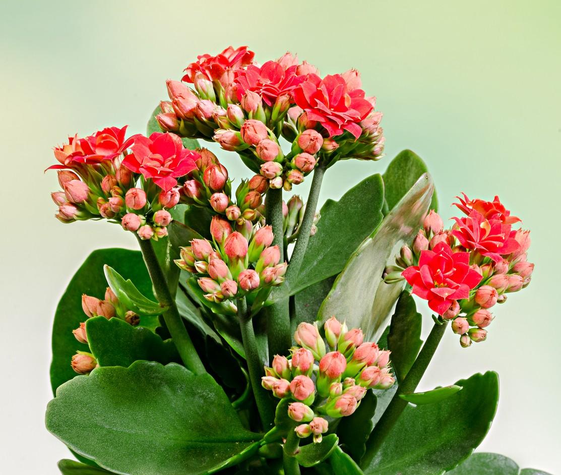 F5 Kalanchoe Calandiva Red - View 1 from www redcrocus com